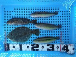 神戸市立平磯海づり公園 マムシでクリスマスカレイ☆