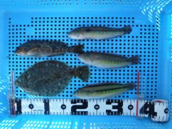 神戸市立平磯海づり公園 マムシでクリスマス…