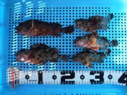 神戸市立平磯海づり公園　投げ釣りでガシラ