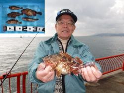 神戸市立平磯海づり公園　ガシラ、アイナメ