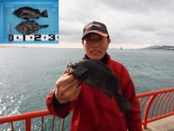 神戸市立平磯海づり公園　メバル、ウマヅラ