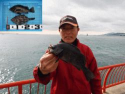 神戸市立平磯海づり公園　メバル、ウマヅラ