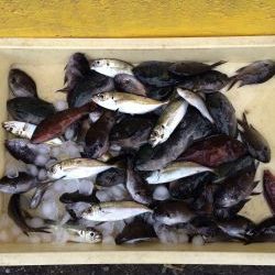 和歌山マリーナシティ海釣り公園　サビキでアジ、ほか