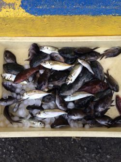 和歌山マリーナシティ海釣り公園　サビキでアジ、ほか