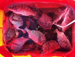 和歌山マリーナシティ海釣り公園 投稿