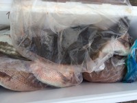 和歌山マリーナシティ海洋釣り堀 投稿