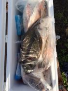 和歌山マリーナシティ海洋釣り堀 投稿