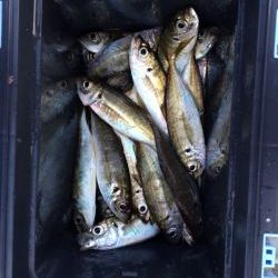 和歌山マリーナシティ海釣り公園 サビキでアジ80匹