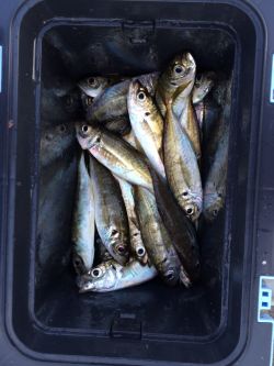 和歌山マリーナシティ海釣り公園 サビキでア…