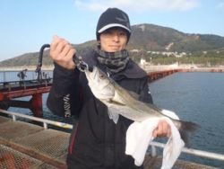 神戸市立須磨海づり公園 ハネ4尾をキャッチ