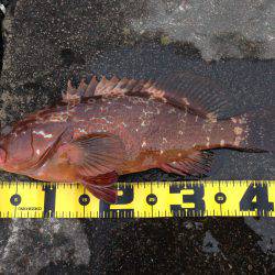 初釣果は アコウ！