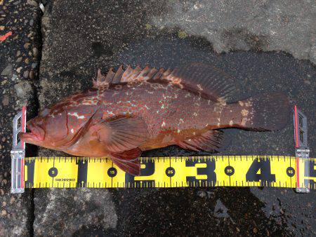 初釣果は アコウ！