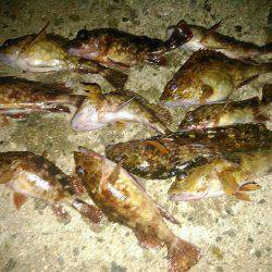 釣りはストレス解消の巻