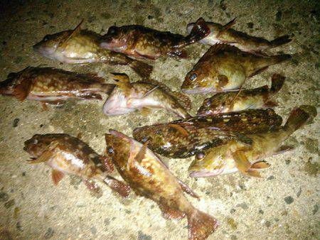 釣りはストレス解消の巻