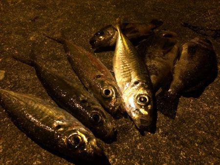 初釣り、アジング、メバリング、ガシラング