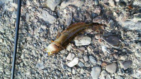 悲しい釣果！！