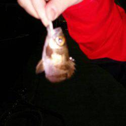 メバルは激シブ