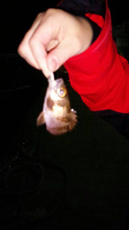 メバルは激シブ