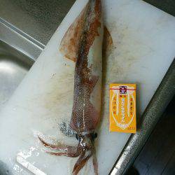 ヤリイカメインでその他も釣ろう