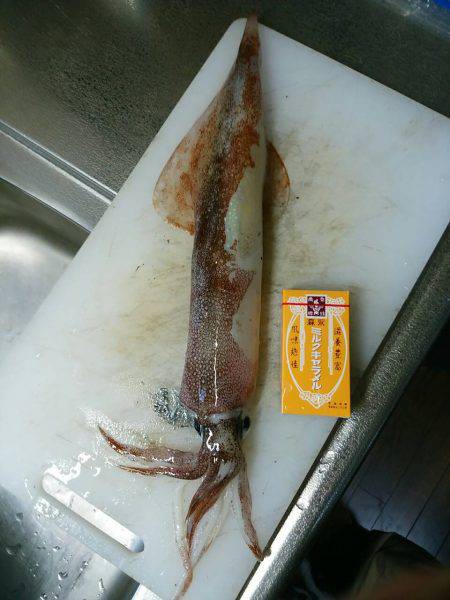 ヤリイカメインでその他も釣ろう