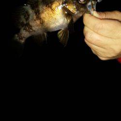 メバルを求めて