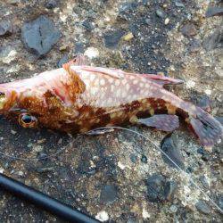 なんとかガシラGET!!(涙)