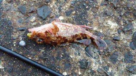 なんとかガシラGET!!(涙)