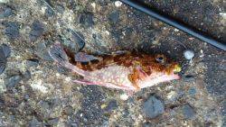 なんとかガシラGET!!(涙)