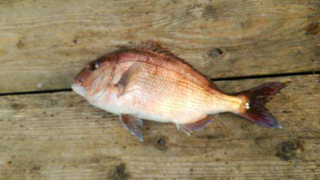 はじめましての釣り堀