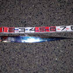 初釣り、釣れるかな?