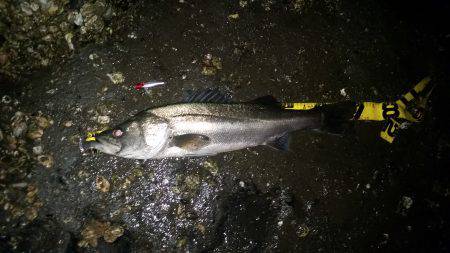 ナイトシーバス！