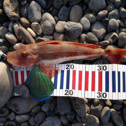 ルアーでホウボウ、ライトゲームでメッキ！