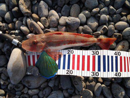 ルアーでホウボウ、ライトゲームでメッキ！