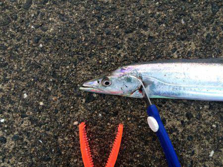 季節はずれのタチウオ爆釣