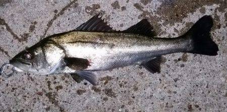 シーバス好調！