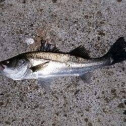 シーバスまだ好調！