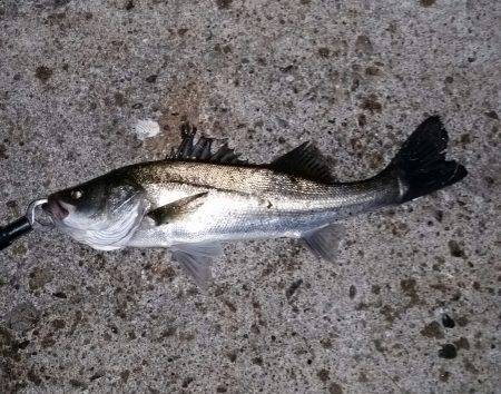 シーバスまだ好調！