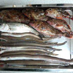 貝塚人工島 愛しのニョロロン族