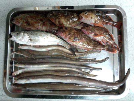 貝塚人工島　愛しのニョロロン族