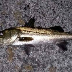 シーバスゲット！