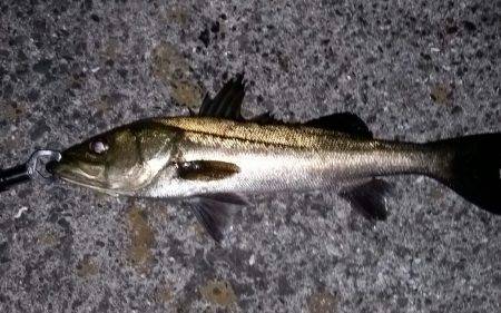 シーバスゲット！