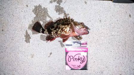 なんとか釣れました♪