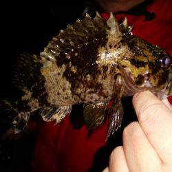 連夜のメバリング