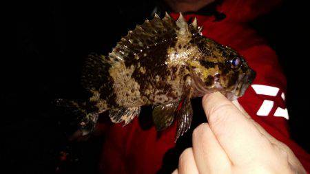 連夜のメバリング