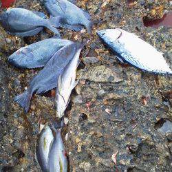 グレ4匹・・・・・イサギ3匹・・・・