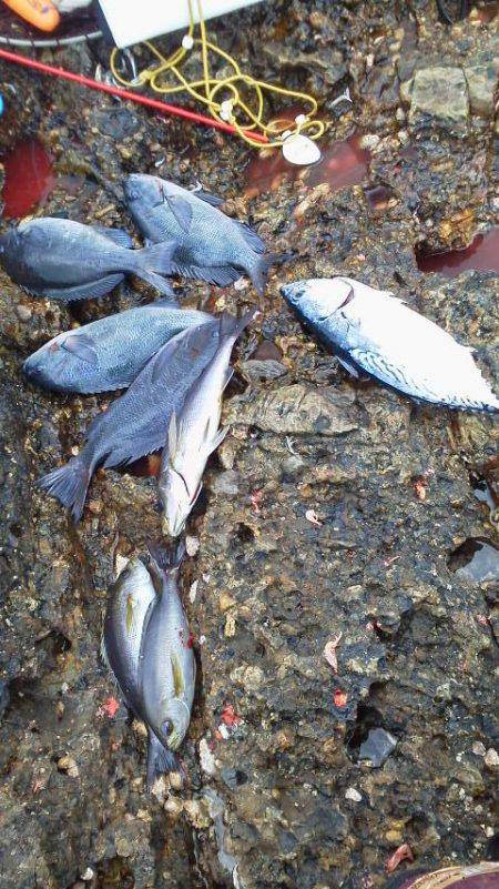 グレ4匹・・・・・イサギ3匹・・・・