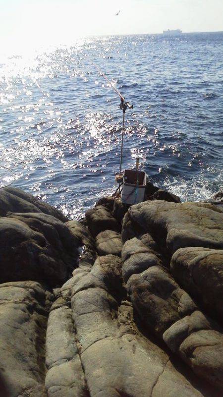 グレ2匹・・・・・イガミ1匹・・・・グレ釣りは難しい・・・