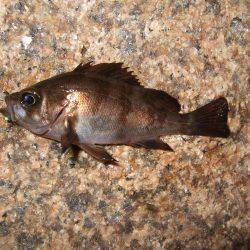 ボウズは免れたけれど