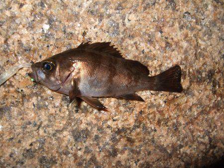 ボウズは免れたけれど