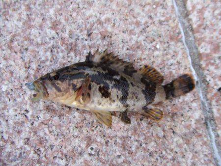 新年は、ガッシーの癒しからスタート